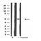 DF4503 at 1/100 staining Mouse lung tissue by IHC-P. The sample was formaldehyde fixed and a heat mediated antigen retrieval step in citrate buffer was performed. The sample was then blocked and incubated with the antibody for 1.5 hours at 22¡ãC. An HRP conjugated goat anti-rabbit antibody was used as the secondary