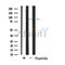 Western blot analysis of extracts from Mouse  muscle, using SH3RF3 Antibody. The lane on the left was treated with blocking peptide.