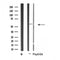 DF4506 staining Hela cells by IF/ICC. The sample were fixed with PFA and permeabilized in 0.1% Triton X-100,then blocked in 10% serum for 45 minutes at 25¡ãC. The primary antibody was diluted at 1/200 and incubated with the sample for 1 hour at 37¡ãC. An  Alexa Fluor 594 conjugated goat anti-rabbit IgG (H+L) antibody(Cat.# S0006), diluted at 1/600, was used as secondary antibod