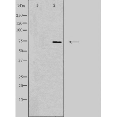DF4516 staining 293 by IF/ICC. The sample were fixed with PFA and permeabilized in 0.1% Triton X-100,then blocked in 10% serum for 45 minutes at 25¡ãC. The primary antibody was diluted at 1/200 and incubated with the sample for 1 hour at 37¡ãC. An  Alexa Fluor 594 conjugated goat anti-rabbit IgG (H+L) Ab, diluted at 1/600, was used as the secondary antibod