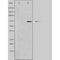 DF4516 staining 293 by IF/ICC. The sample were fixed with PFA and permeabilized in 0.1% Triton X-100,then blocked in 10% serum for 45 minutes at 25¡ãC. The primary antibody was diluted at 1/200 and incubated with the sample for 1 hour at 37¡ãC. An  Alexa Fluor 594 conjugated goat anti-rabbit IgG (H+L) Ab, diluted at 1/600, was used as the secondary antibod