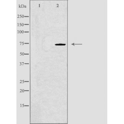 DF4517 staining RAW264.7 cells by IF/ICC. The sample were fixed with PFA and permeabilized in 0.1% Triton X-100,then blocked in 10% serum for 45 minutes at 25¡ãC. The primary antibody was diluted at 1/200 and incubated with the sample for 1 hour at 37¡ãC. An  Alexa Fluor 594 conjugated goat anti-rabbit IgG (H+L) antibody(Cat.# S0006), diluted at 1/600, was used as secondary antibod