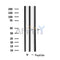 DF4531 staining HepG2 by IF/ICC. The sample were fixed with PFA and permeabilized in 0.1% Triton X-100,then blocked in 10% serum for 45 minutes at 25¡ãC. The primary antibody was diluted at 1/200 and incubated with the sample for 1 hour at 37¡ãC. An  Alexa Fluor 594 conjugated goat anti-rabbit IgG (H+L) Ab, diluted at 1/600, was used as the secondary antibod