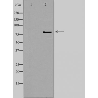 Western blot analysis of extracts from HepG2 cells, using ZNF280C antibody.The lane on the left is treated with the antigen-specific peptide.