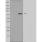 Western blot analysis of extracts from HepG2 cells, using ZNF280C antibody.The lane on the left is treated with the antigen-specific peptide.