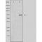 DF4550 staining  LOVO cells by IF/ICC. The sample were fixed with PFA and permeabilized in 0.1% Triton X-100,then blocked in 10% serum for 45 minutes at 25¡ãC. The primary antibody was diluted at 1/200 and incubated with the sample for 1 hour at 37¡ãC. An  Alexa Fluor 594 conjugated goat anti-rabbit IgG (H+L) antibody(Cat.# S0006), diluted at 1/600, was used as secondary antibod
