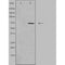 DF4557 staining Hela by IF/ICC. The sample were fixed with PFA and permeabilized in 0.1% Triton X-100,then blocked in 10% serum for 45 minutes at 25¡ãC. The primary antibody was diluted at 1/200 and incubated with the sample for 1 hour at 37¡ãC. An  Alexa Fluor 594 conjugated goat anti-rabbit IgG (H+L) Ab, diluted at 1/600, was used as the secondary antibod