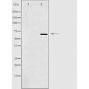 DF4559 staining  HepG2 cells by IF/ICC. The sample were fixed with PFA and permeabilized in 0.1% Triton X-100,then blocked in 10% serum for 45 minutes at 25¡ãC. The primary antibody was diluted at 1/200 and incubated with the sample for 1 hour at 37¡ãC. An  Alexa Fluor 594 conjugated goat anti-rabbit IgG (H+L) antibody(Cat.