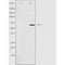 DF4559 staining  HepG2 cells by IF/ICC. The sample were fixed with PFA and permeabilized in 0.1% Triton X-100,then blocked in 10% serum for 45 minutes at 25¡ãC. The primary antibody was diluted at 1/200 and incubated with the sample for 1 hour at 37¡ãC. An  Alexa Fluor 594 conjugated goat anti-rabbit IgG (H+L) antibody(Cat.# S0006), diluted at 1/600, was used as secondary antibod