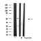 Western blot analysis of extracts from mouse brain, using SLC39A7 Antibody.