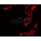 Western blot analysis of extracts from rat heart, using ZADH1 Antibody. Lane 1 was treated with the blocking peptide.