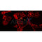 DF4640 staining HepG2 by IF/ICC. The sample were fixed with PFA and permeabilized in 0.1% Triton X-100,then blocked in 10% serum for 45 minutes at 25¡ãC. The primary antibody was diluted at 1/200 and incubated with the sample for 1 hour at 37¡ãC. An  Alexa Fluor 594 conjugated goat anti-rabbit IgG (H+L) Ab, diluted at 1/600, was used as the secondary antibod