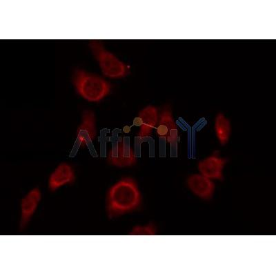 Western blot analysis of extracts from mouse kidney, using ZP1 Antibody. Lane 1 was treated with the antigen-specific peptide.