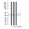 DF4574 staining Hela by IF/ICC. The sample were fixed with PFA and permeabilized in 0.1% Triton X-100,then blocked in 10% serum for 45 minutes at 25¡ãC. The primary antibody was diluted at 1/200 and incubated with the sample for 1 hour at 37¡ãC. An  Alexa Fluor 594 conjugated goat anti-rabbit IgG (H+L) Ab, diluted at 1/600, was used as the secondary antibod