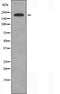 DF4583 staining NIH-3T3 cells by IF/ICC. The sample were fixed with PFA and permeabilized in 0.1% Triton X-100,then blocked in 10% serum for 45 minutes at 25¡ãC. The primary antibody was diluted at 1/200 and incubated with the sample for 1 hour at 37¡ãC. An  Alexa Fluor 594 conjugated goat anti-rabbit IgG (H+L) antibody(Cat.# S0006), diluted at 1/600, was used as secondary antibod