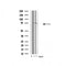 DF4585 at 1/100 staining Rat lung tissue by IHC-P. The sample was formaldehyde fixed and a heat mediated antigen retrieval step in citrate buffer was performed. The sample was then blocked and incubated with the antibody for 1.5 hours at 22¡ãC. An HRP conjugated goat anti-rabbit antibody was used as the secondary