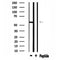 DF4590 staining HeLa by IF/ICC. The sample were fixed with PFA and permeabilized in 0.1% Triton X-100,then blocked in 10% serum for 45 minutes at 25¡ãC. The primary antibody was diluted at 1/200 and incubated with the sample for 1 hour at 37¡ãC. An  Alexa Fluor 594 conjugated goat anti-rabbit IgG (H+L) Ab, diluted at 1/600, was used as the secondary antibod