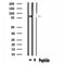 DF4594 staining HepG2 by IF/ICC. The sample were fixed with PFA and permeabilized in 0.1% Triton X-100,then blocked in 10% serum for 45 minutes at 25¡ãC. The primary antibody was diluted at 1/200 and incubated with the sample for 1 hour at 37¡ãC. An  Alexa Fluor 594 conjugated goat anti-rabbit IgG (H+L) Ab, diluted at 1/600, was used as the secondary antibod