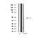 DF4596 staining Hela by IF/ICC. The sample were fixed with PFA and permeabilized in 0.1% Triton X-100,then blocked in 10% serum for 45 minutes at 25¡ãC. The primary antibody was diluted at 1/200 and incubated with the sample for 1 hour at 37¡ãC. An  Alexa Fluor 594 conjugated goat anti-rabbit IgG (H+L) Ab, diluted at 1/600, was used as the secondary antibod