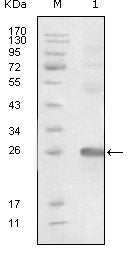 Figure 1: Western blot analysis using EphB3 mouse mAb against truncated EphB3-His recombinant protein.