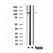 DF4599 staining Hela by IF/ICC. The sample were fixed with PFA and permeabilized in 0.1% Triton X-100,then blocked in 10% serum for 45 minutes at 25¡ãC. The primary antibody was diluted at 1/200 and incubated with the sample for 1 hour at 37¡ãC. An  Alexa Fluor 594 conjugated goat anti-rabbit IgG (H+L) Ab, diluted at 1/600, was used as the secondary antibod