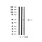 Western blot analysis of extracts from various samples, using ATP6V1C2 Antibody.
 Lane 1: 293 treated with blocking peptide.
 Lane 2: 293;
 Lane 3: Hela;
 