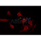 Western blot analysis of extracts from rat heart, using CACNG7 Antibody.