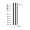 DF4615 staining A549 by IF/ICC. The sample were fixed with PFA and permeabilized in 0.1% Triton X-100,then blocked in 10% serum for 45 minutes at 25¡ãC. The primary antibody was diluted at 1/200 and incubated with the sample for 1 hour at 37¡ãC. An  Alexa Fluor 594 conjugated goat anti-rabbit IgG (H+L) Ab, diluted at 1/600, was used as the secondary antibod