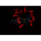 DF4618 staining HepG2 by IF/ICC. The sample were fixed with PFA and permeabilized in 0.1% Triton X-100,then blocked in 10% serum for 45 minutes at 25¡ãC. The primary antibody was diluted at 1/200 and incubated with the sample for 1 hour at 37¡ãC. An  Alexa Fluor 594 conjugated goat anti-rabbit IgG (H+L) Ab, diluted at 1/600, was used as the secondary antibod