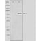 DF4648 staining HepG2 by IF/ICC. The sample were fixed with PFA and permeabilized in 0.1% Triton X-100,then blocked in 10% serum for 45 minutes at 25¡ãC. The primary antibody was diluted at 1/200 and incubated with the sample for 1 hour at 37¡ãC. An  Alexa Fluor 594 conjugated goat anti-rabbit IgG (H+L) Ab, diluted at 1/600, was used as the secondary antibod