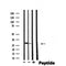 DF4664 staining  LOVO cells by IF/ICC. The sample were fixed with PFA and permeabilized in 0.1% Triton X-100,then blocked in 10% serum for 45 minutes at 25¡ãC. The primary antibody was diluted at 1/200 and incubated with the sample for 1 hour at 37¡ãC. An  Alexa Fluor 594 conjugated goat anti-rabbit IgG (H+L) antibody(Cat.# S0006), diluted at 1/600, was used as secondary antibod