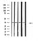 DF4669 staining HepG2 by IF/ICC. The sample were fixed with PFA and permeabilized in 0.1% Triton X-100,then blocked in 10% serum for 45 minutes at 25¡ãC. The primary antibody was diluted at 1/200 and incubated with the sample for 1 hour at 37¡ãC. An  Alexa Fluor 594 conjugated goat anti-rabbit IgG (H+L) Ab, diluted at 1/600, was used as the secondary antibod