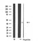DF4670 staining HepG2 by IF/ICC. The sample were fixed with PFA and permeabilized in 0.1% Triton X-100,then blocked in 10% serum for 45 minutes at 25¡ãC. The primary antibody was diluted at 1/200 and incubated with the sample for 1 hour at 37¡ãC. An  Alexa Fluor 594 conjugated goat anti-rabbit IgG (H+L) Ab, diluted at 1/600, was used as the secondary antibod