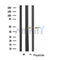 Western blot analysis of extracts from various samples, using BRE Antibody.
 Lane 1: Hela treated with blocking peptide;
 Lane 2: Hela;
Lane 3: 293;
Lane 4: HepG2.