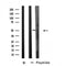 DF4694 staining  NIH-3T3 cells by IF/ICC. The sample were fixed with PFA and permeabilized in 0.1% Triton X-100,then blocked in 10% serum for 45 minutes at 25¡ãC. The primary antibody was diluted at 1/200 and incubated with the sample for 1 hour at 37¡ãC. An  Alexa Fluor 594 conjugated goat anti-rabbit IgG (H+L) antibody(Cat.# S0006), diluted at 1/600, was used as secondary antibod