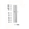 DF4697 staining HeLa by IF/ICC. The sample were fixed with PFA and permeabilized in 0.1% Triton X-100,then blocked in 10% serum for 45 minutes at 25¡ãC. The primary antibody was diluted at 1/200 and incubated with the sample for 1 hour at 37¡ãC. An  Alexa Fluor 594 conjugated goat anti-rabbit IgG (H+L) Ab, diluted at 1/600, was used as the secondary antibod