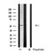 DF4701 staining NIH-3T3 by IF/ICC. The sample were fixed with PFA and permeabilized in 0.1% Triton X-100,then blocked in 10% serum for 45 minutes at 25¡ãC. The primary antibody was diluted at 1/200 and incubated with the sample for 1 hour at 37¡ãC. An  Alexa Fluor 594 conjugated goat anti-rabbit IgG (H+L) Ab, diluted at 1/600, was used as the secondary antibod