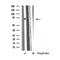 Western blot analysis of extracts from K562 cells, using GAB2 antibody.