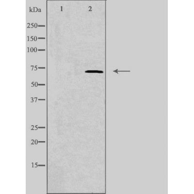 DF4708 staining HeLa by IF/ICC. The sample were fixed with PFA and permeabilized in 0.1% Triton X-100,then blocked in 10% serum for 45 minutes at 25¡ãC. The primary antibody was diluted at 1/200 and incubated with the sample for 1 hour at 37¡ãC. An  Alexa Fluor 594 conjugated goat anti-rabbit IgG (H+L) Ab, diluted at 1/600, was used as the secondary antibod