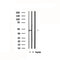 DF4709 staining HepG2 by IF/ICC. The sample were fixed with PFA and permeabilized in 0.1% Triton X-100,then blocked in 10% serum for 45 minutes at 25¡ãC. The primary antibody was diluted at 1/200 and incubated with the sample for 1 hour at 37¡ãC. An  Alexa Fluor 594 conjugated goat anti-rabbit IgG (H+L) Ab, diluted at 1/600, was used as the secondary antibod