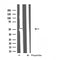 DF4711 staining Hela cells by IF/ICC. The sample were fixed with PFA and permeabilized in 0.1% Triton X-100,then blocked in 10% serum for 45 minutes at 25¡ãC. The primary antibody was diluted at 1/200 and incubated with the sample for 1 hour at 37¡ãC. An  Alexa Fluor 594 conjugated goat anti-rabbit IgG (H+L) antibody(Cat.# S0006), diluted at 1/600, was used as secondary antibod