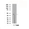 DF4736 staining HepG2 by IF/ICC. The sample were fixed with PFA and permeabilized in 0.1% Triton X-100,then blocked in 10% serum for 45 minutes at 25¡ãC. The primary antibody was diluted at 1/200 and incubated with the sample for 1 hour at 37¡ãC. An  Alexa Fluor 594 conjugated goat anti-rabbit IgG (H+L) Ab, diluted at 1/600, was used as the secondary antibod
