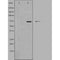 DF4805 staining K562 by IF/ICC. The sample were fixed with PFA and permeabilized in 0.1% Triton X-100,then blocked in 10% serum for 45 minutes at 25¡ãC. The primary antibody was diluted at 1/200 and incubated with the sample for 1 hour at 37¡ãC. An  Alexa Fluor 594 conjugated goat anti-rabbit IgG (H+L) Ab, diluted at 1/600, was used as the secondary antibod