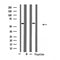 DF4752 staining 293 cells by IF/ICC. The sample were fixed with PFA and permeabilized in 0.1% Triton X-100,then blocked in 10% serum for 45 minutes at 25¡ãC. The primary antibody was diluted at 1/200 and incubated with the sample for 1 hour at 37¡ãC. An  Alexa Fluor 594 conjugated goat anti-rabbit IgG (H+L) antibody(Cat.# S0006), diluted at 1/600, was used as secondary antibod