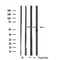 DF4755 at 1/100 staining Mouse liver tissue by IHC-P. The sample was formaldehyde fixed and a heat mediated antigen retrieval step in citrate buffer was performed. The sample was then blocked and incubated with the antibody for 1.5 hours at 22¡ãC. An HRP conjugated goat anti-rabbit antibody was used as the secondary
