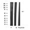 DF4758 staining  HT29 cells by IF/ICC. The sample were fixed with PFA and permeabilized in 0.1% Triton X-100,then blocked in 10% serum for 45 minutes at 25¡ãC. The primary antibody was diluted at 1/200 and incubated with the sample for 1 hour at 37¡ãC. An  Alexa Fluor 594 conjugated goat anti-rabbit IgG (H+L) antibody(Cat.# S0006), diluted at 1/600, was used as secondary antibod