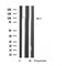 Western blot analysis of extracts from 293 cells, using MRIP antibody.