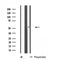 DF4767 at 1/100 staining Rat liver tissue by IHC-P. The sample was formaldehyde fixed and a heat mediated antigen retrieval step in citrate buffer was performed. The sample was then blocked and incubated with the antibody for 1.5 hours at 22¡ãC. An HRP conjugated goat anti-rabbit antibody was used as the secondary