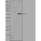 DF4770 staining HepG2 by IF/ICC. The sample were fixed with PFA and permeabilized in 0.1% Triton X-100,then blocked in 10% serum for 45 minutes at 25¡ãC. The primary antibody was diluted at 1/200 and incubated with the sample for 1 hour at 37¡ãC. An  Alexa Fluor 594 conjugated goat anti-rabbit IgG (H+L) Ab, diluted at 1/600, was used as the secondary antibod