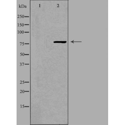 DF4770 staining HepG2 by IF/ICC. The sample were fixed with PFA and permeabilized in 0.1% Triton X-100,then blocked in 10% serum for 45 minutes at 25¡ãC. The primary antibody was diluted at 1/200 and incubated with the sample for 1 hour at 37¡ãC. An  Alexa Fluor 594 conjugated goat anti-rabbit IgG (H+L) Ab, diluted at 1/600, was used as the secondary antibod